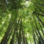 bamboo, bamboo forest, hawaii bamboo