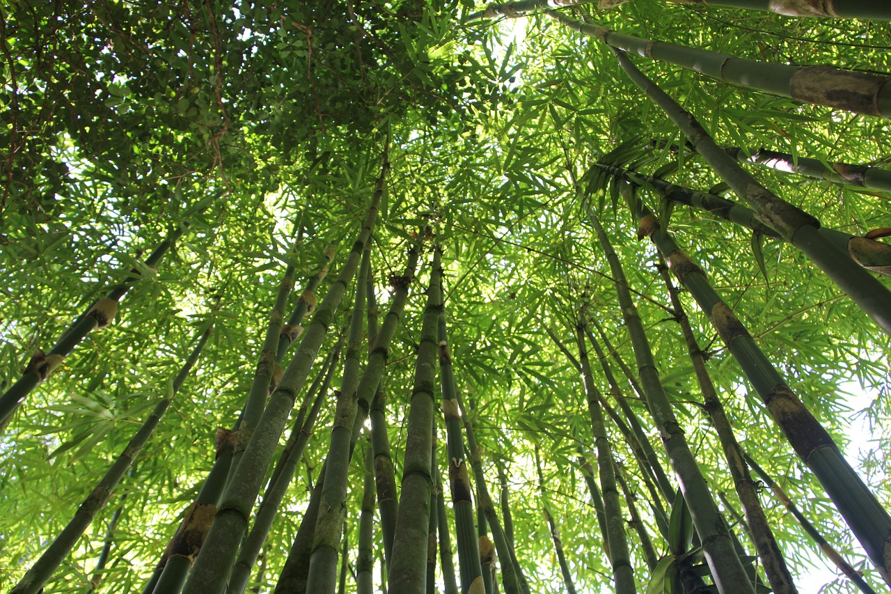 bamboo, bamboo forest, hawaii bamboo