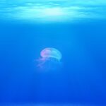 jellyfish, under water, sea