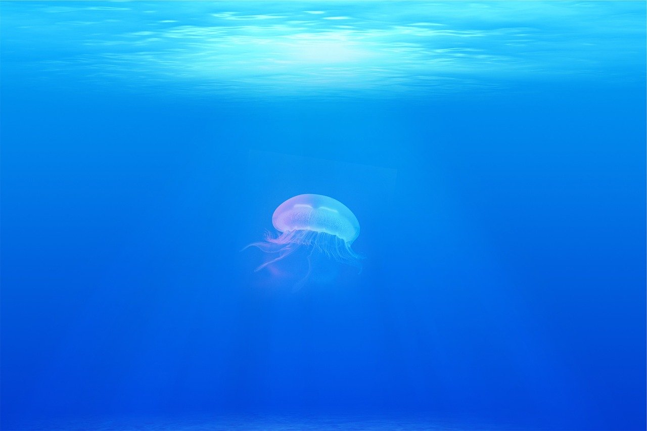jellyfish, under water, sea