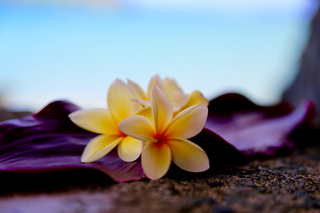 plumeria, hawaii, flower