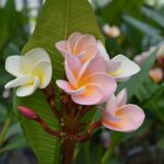 Flower Plant Hawaii Leaf  - beke7692 / Pixabay