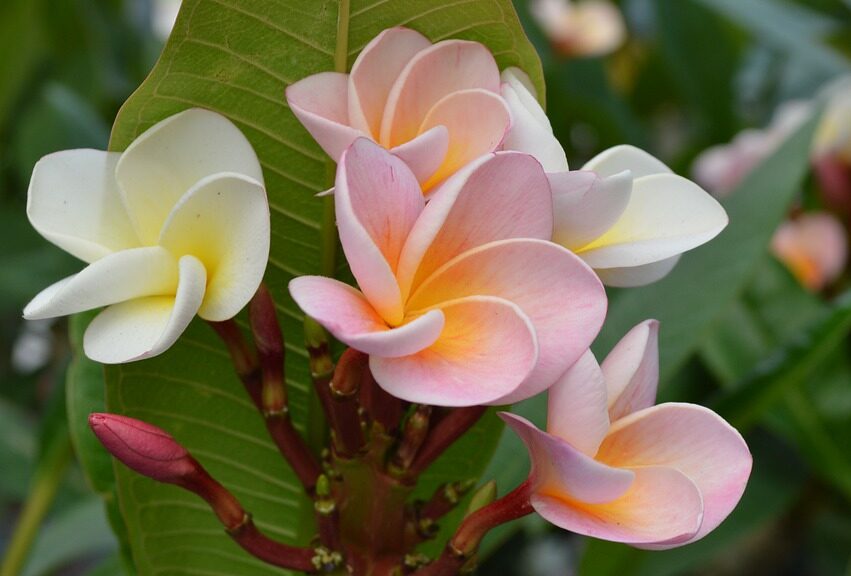 Flower Plant Hawaii Leaf  - beke7692 / Pixabay