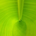 Palm Leaf Banana Jungle Tree  - breathingaloha / Pixabay