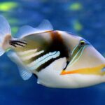 Reef Triggerfish Swimming Underwater  - skeeze / Pixabay