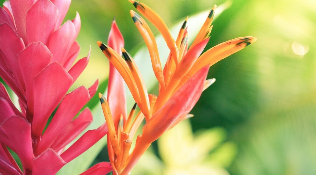 Flower Hawaii Exotic Tropical  - AndreaBostonVisuals / Pixabay