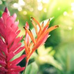 Flower Hawaii Exotic Tropical  - AndreaBostonVisuals / Pixabay