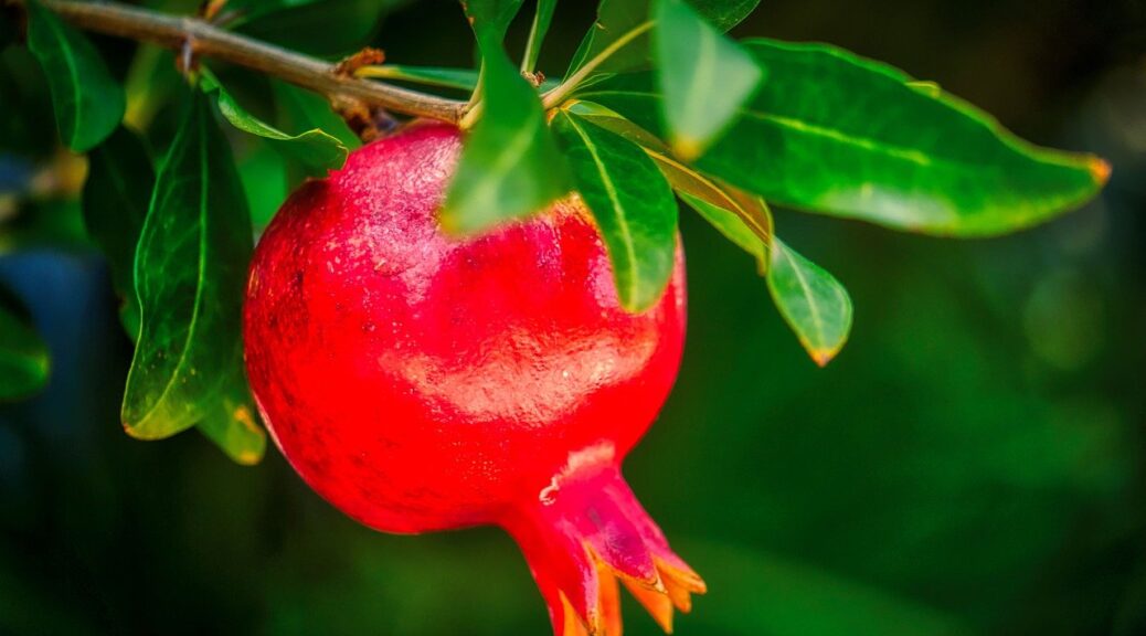Pomegranate Fruit Branch Leaves  - fietzfotos / Pixabay